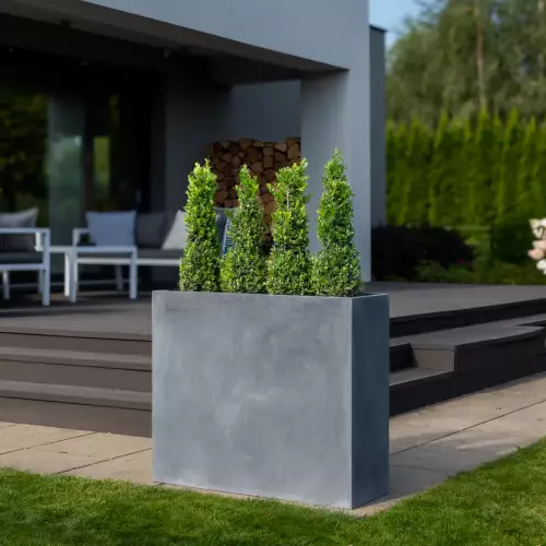 Ostrokrzew bukszpanowy w donicy D272A grafitowy beton