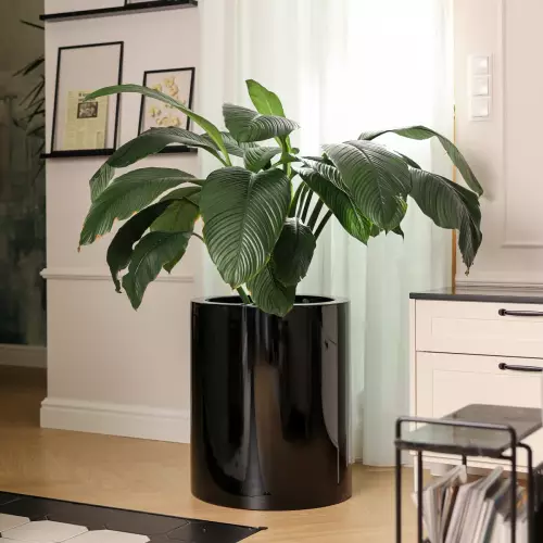 Duża okrągła donica Ø50x60 cm czarny połysk do salonu