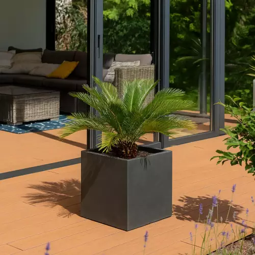 Palma cykas w donicy D92C w kolorze grafitowy beton