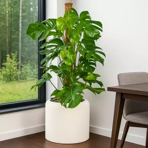 Donica ZADORA Classic AMBIENTE 35 biały beton