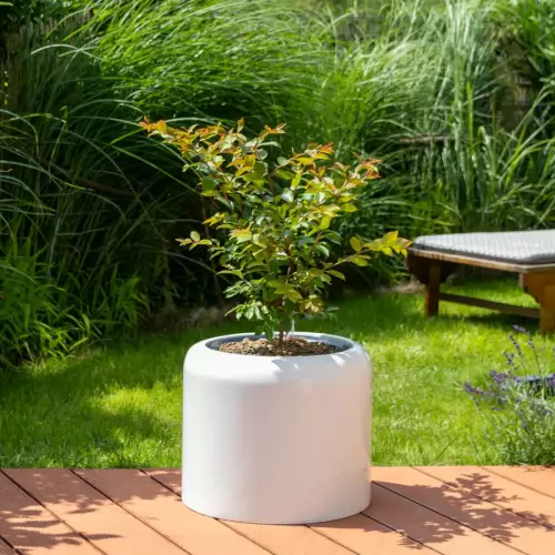 Langerstroemia indica w białej donicy AMBIENTE 35