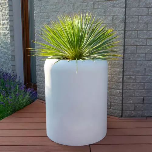Yucca rostrata w donicy AMBIENTE 70 biały beton