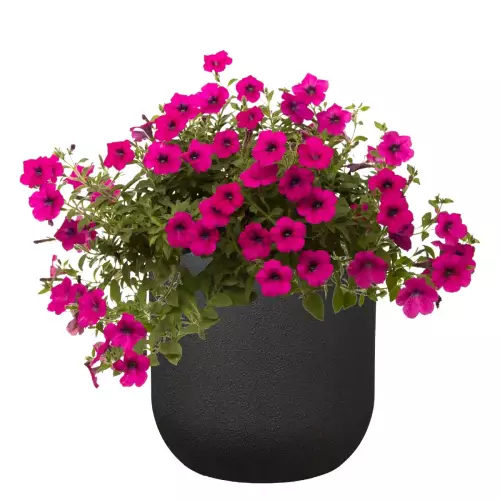 Begonia w donicy z włókna szklanego BOLLA 40 czarny piaskowiec