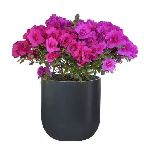 Azalia w donicy BOLLA 50 antracyt mat