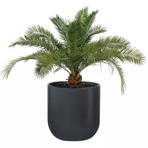 Palma w donicy BOLLA 60 w kolorze antracyt mat