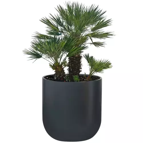 Palma w antracytowej donicy BOLLA 70