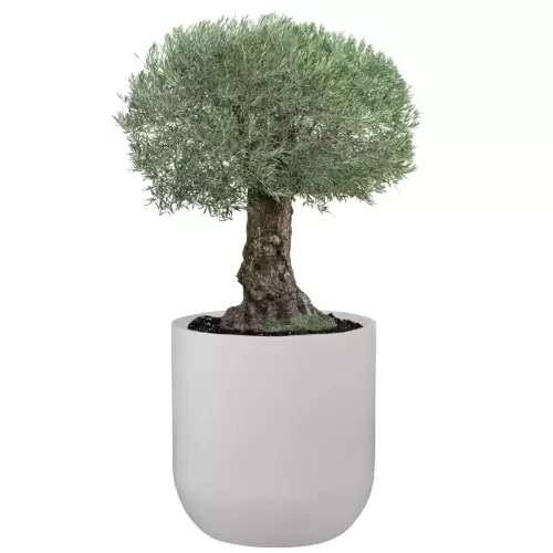 Oliwka w białej donicy BOLLA 80