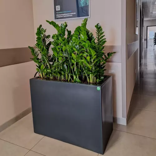 Zamiokulkasy w antracytowej donicy D934D