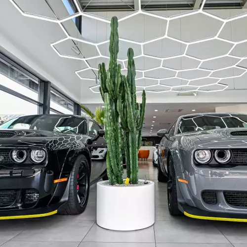 Euphorbia w białej donicy ZADORA Premium D901C