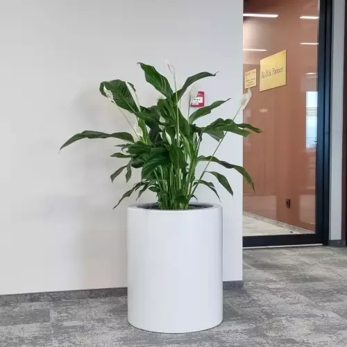 Skrzydłokwiat w donicy D901N biały mat