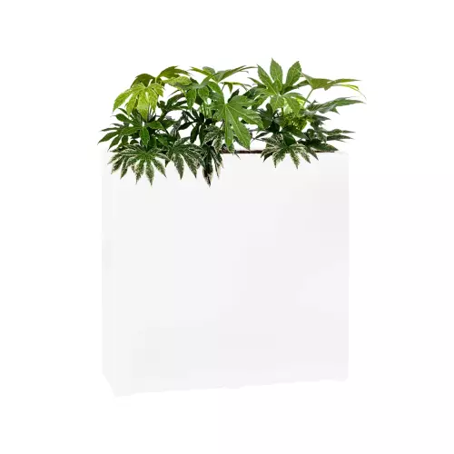 Fatsia w białej matowej donicy D972A