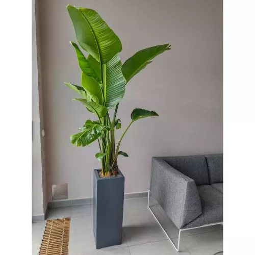 Strelicja w antracytowej donicy D973B