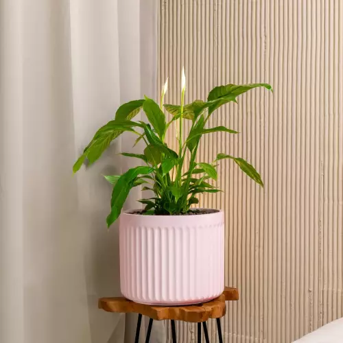 Donica z włókna szklanego LEO29 różowy mat