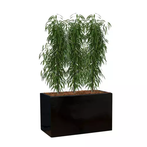 Fikusy w czarnej donicy D272S 60x31x35 cm