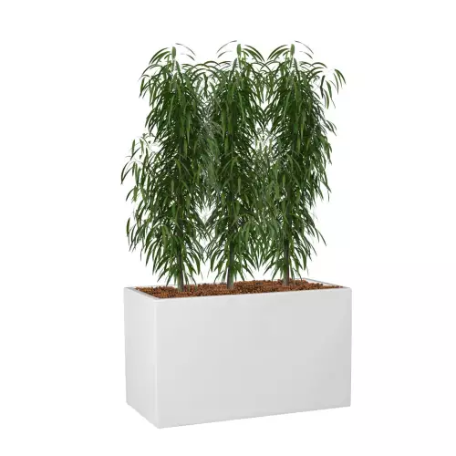 Fikusy w białej donicy D272S 60x31x35 cm