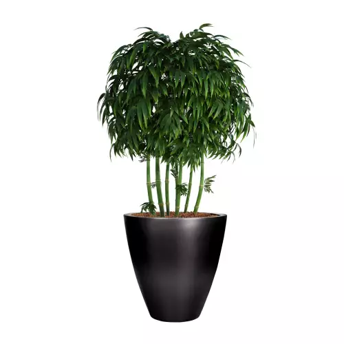 Bambusy w czarnej donicy D280C śr. 60 cm, wys. 60 cm