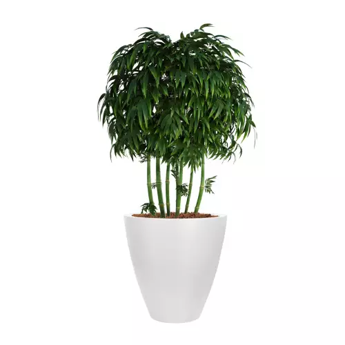 Bambusy w białej donicy D280C śr. 60 cm, wys. 60 cm