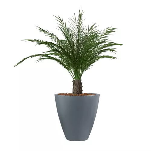 Palma w antracytowej donicy D280C śr. 60 cm, wys. 60 cm