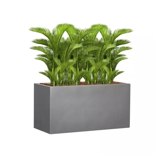 Palmy w szarej donicy D313D 100x40x50 cm