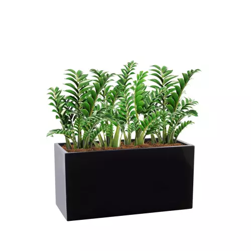 Zamiokulkasy w czarnej donicy D834 80x35x40 cm