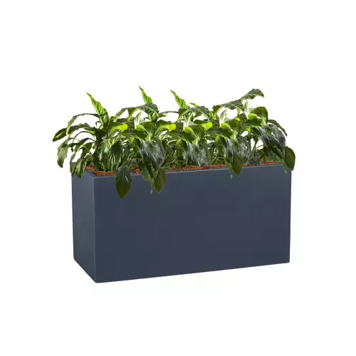 Skrzydłokwiaty w antracytowej donicy D834 80x35x40 cm