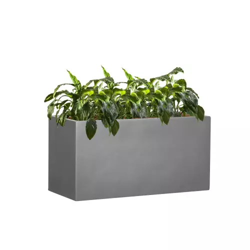 Skrzydłokwiaty w szarej donicy D834 80x35x40 cm