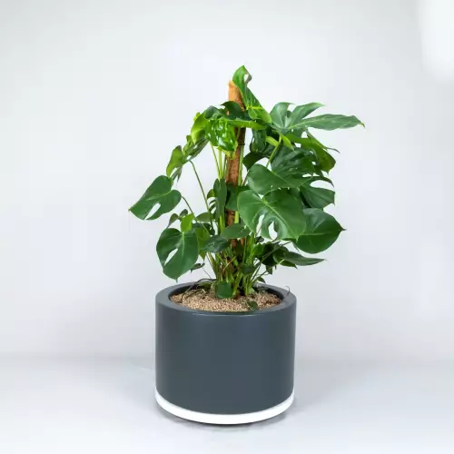 Monstera w donicy D901C antracyt mat z systemem nawadniania (opcja)