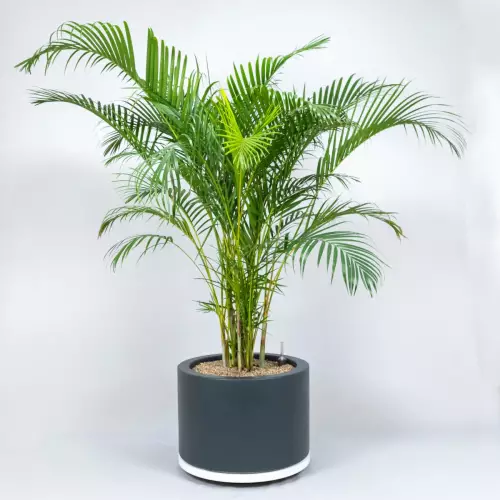 Palma areca w antracytowej donicy D901C z systemem nawadniania (opcja)