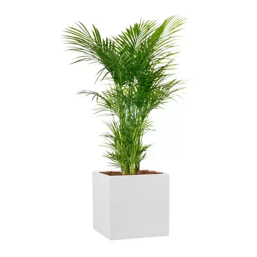 Palma Areca w białej donicy D92A 31x31x31 cm