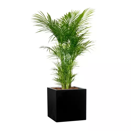Palma Areca w czarnej kwadratowej donicy D92A 31x31x31 cm