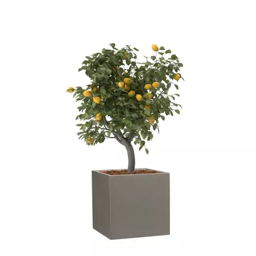 Drzewko cytrynowe w szarej donicy D92A 31x31x31 cm