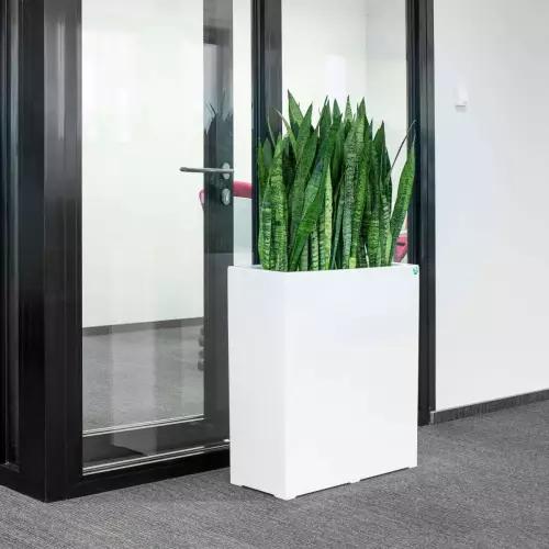 Sansevieria zeylanica w białej donicy D972A