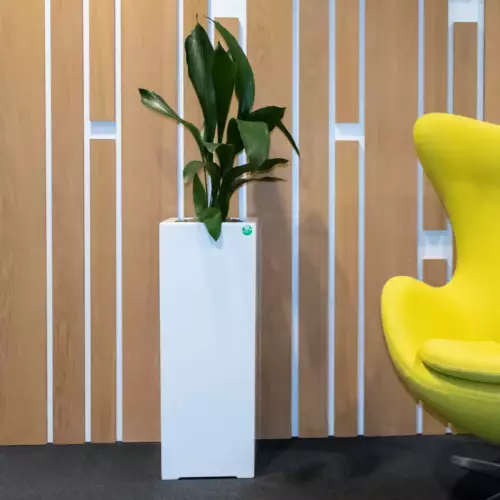 Aspidistria w białej donicy D973B