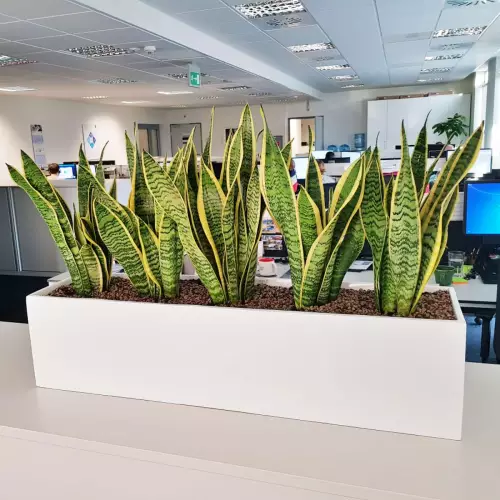 Sansevieria laurenti w białej donicy D109A na szafce w biurze
