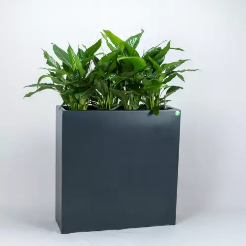 Skrzydłokwiaty w antracytowej donicy Zadora Premium D972A