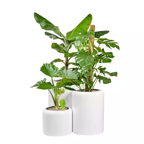 Komplet donic ZADORA Classic AMBIENTE biały połysk