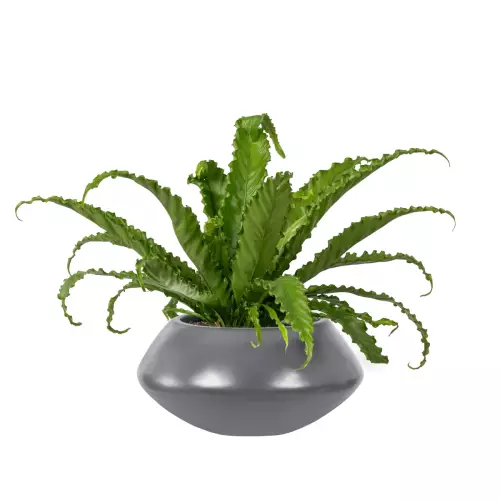 Asplenium w doniczce PAUNCH 17 antracyt mat