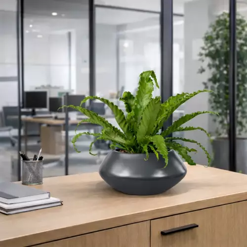 Doniczka PAUNCH 17 w kolorze antracyt mat w biurze