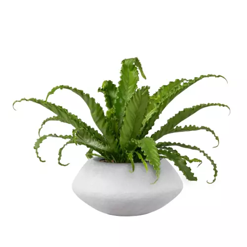 Asplenium w doniczce PAUNCH 17 szary beton