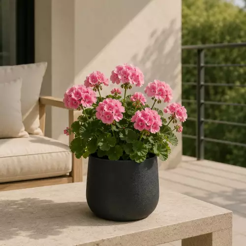 Pelargonie w donicy SQ30 czarny piaskowiec