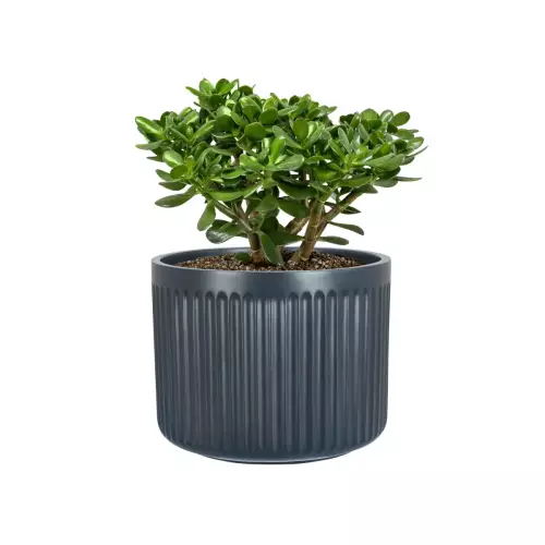 Drzewko szczęścia w doniczce LEO24 antracyt mat