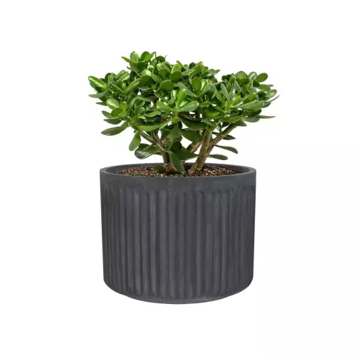 Drzewko szczęścia w doniczce LEO24 grafitowy beton