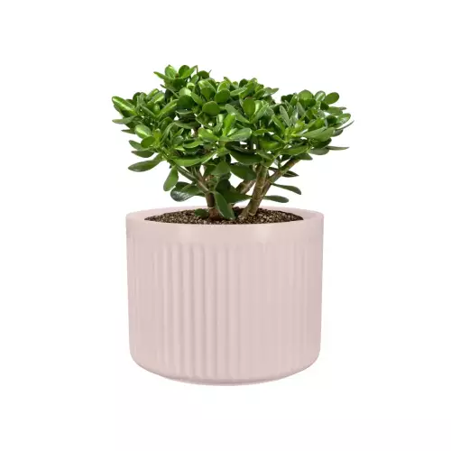 Drzewko szczęścia w doniczce LEO24 różowy mat