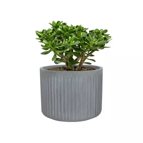 Drzewko szczęścia w doniczce LEO24 szary beton