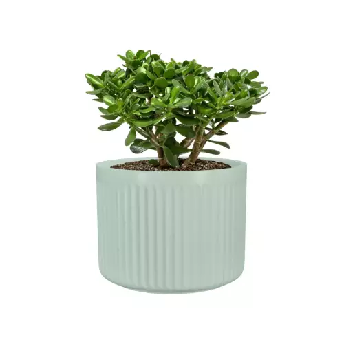 Drzewko szczęścia w doniczce LEO24 szałwiowy mat