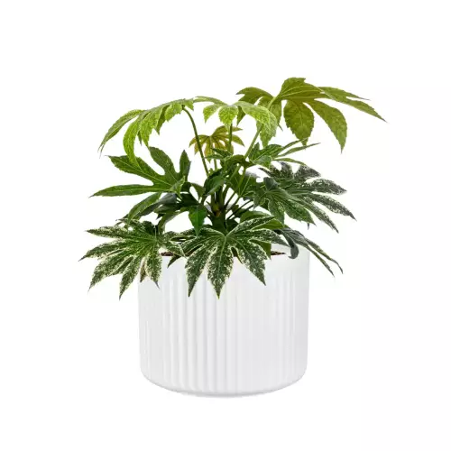 Fatsja japońska w donicy LEO29 biały mat