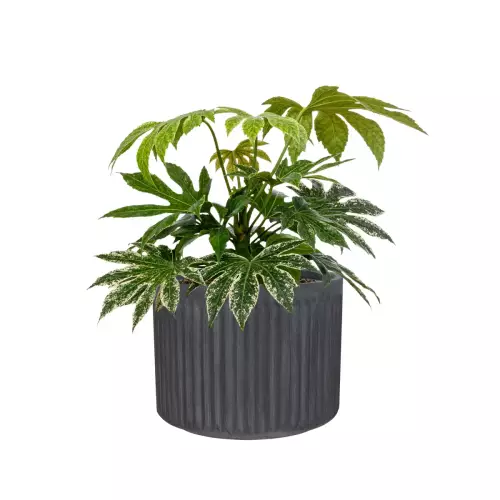 Fatsja japońska w donicy LEO29 grafitowy beton