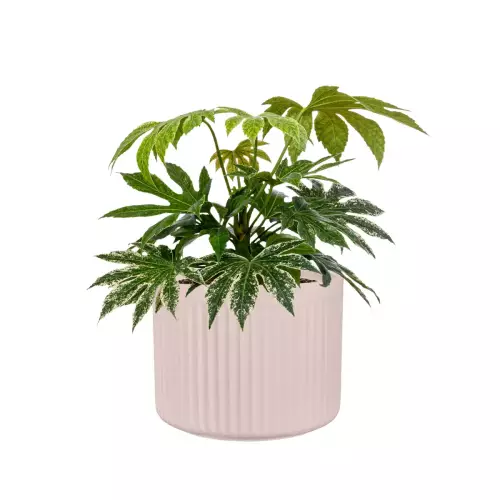 Fatsja japońska w donicy LEO29 różowy mat