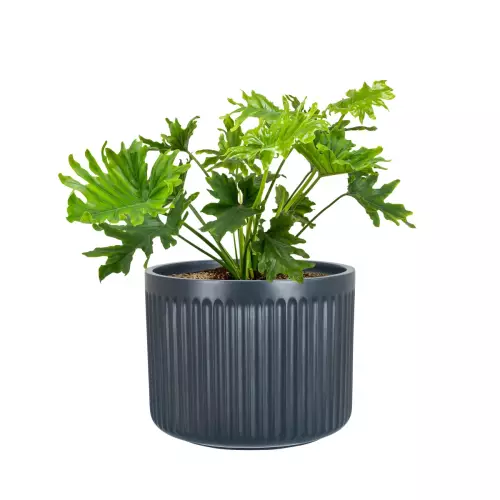 Filodendron postrzępiony w donicy LEO33 antracyt mat