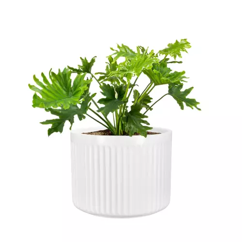 Filodendron postrzępiony w donicy LEO33 biały mat